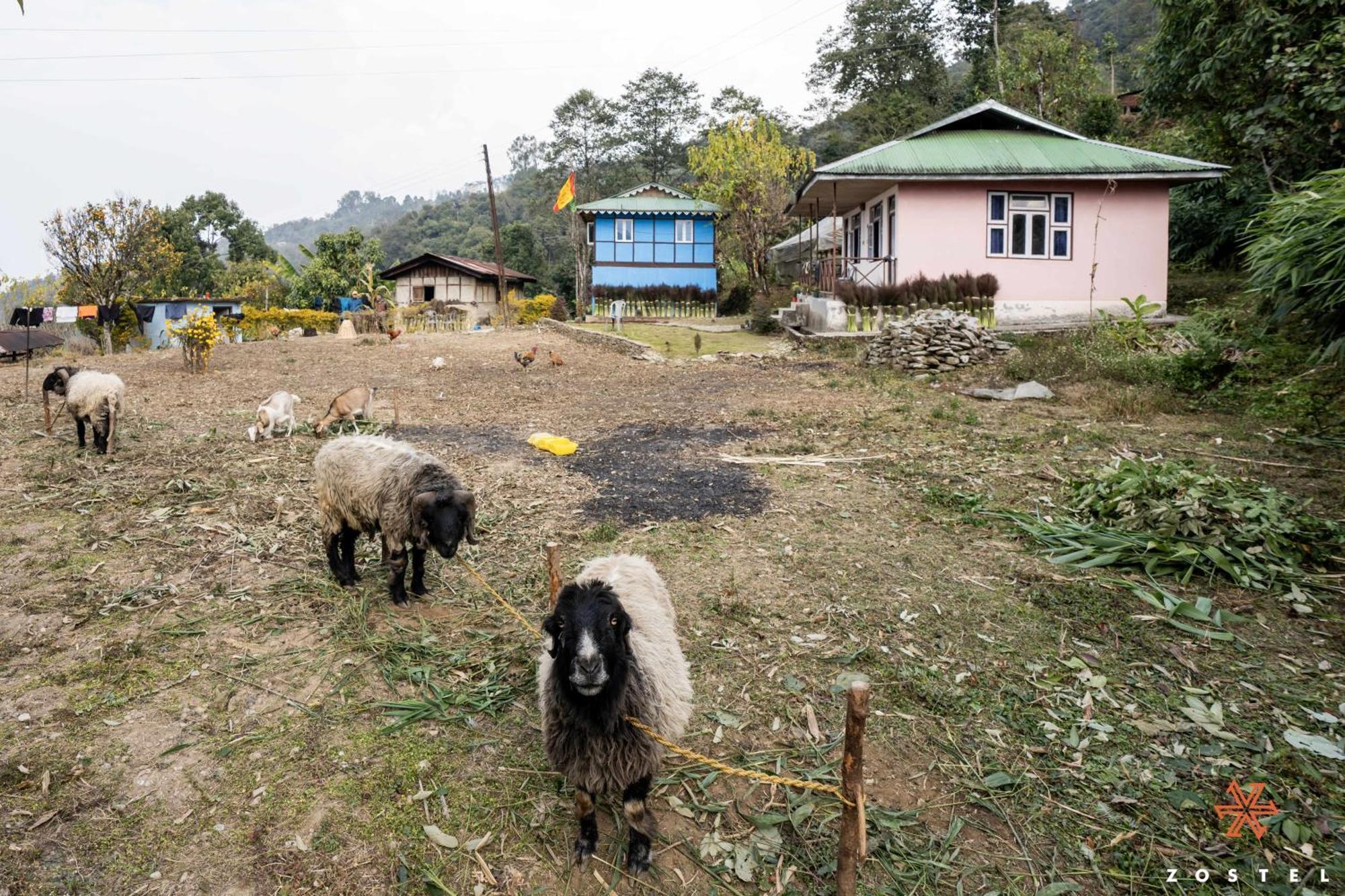 Zostel Rinchenpong Hostel Luaran gambar